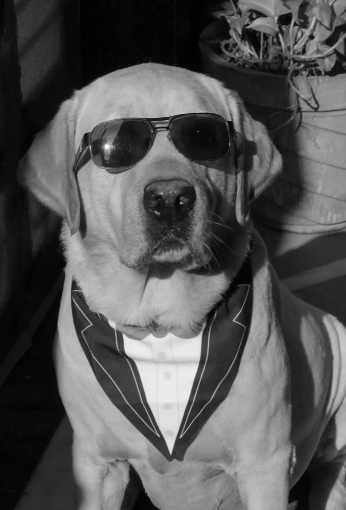 Fido — Co-Founder - CEO (Chief Emotional Officer) — Studio Form + Function